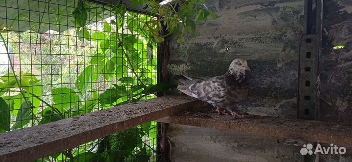 Николаевские и кировоградские