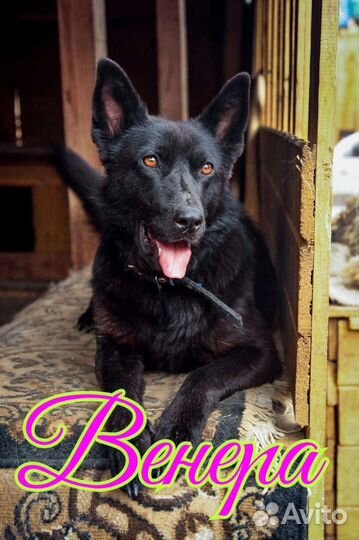 Собака в дар