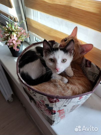 Кошка в дар