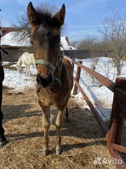 Кросс американский рысак