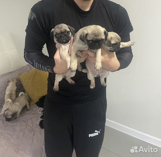 Щенки мопса