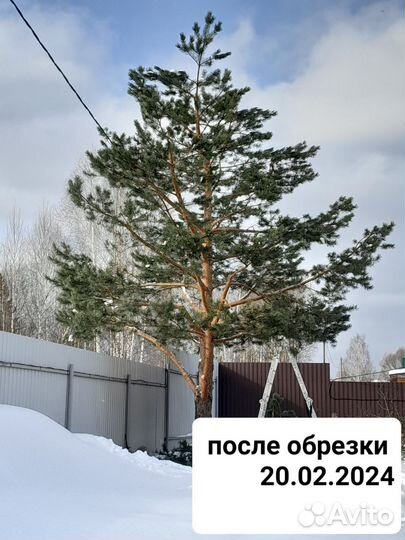 Обрезка плодовых деревьев и хвойных деревьев