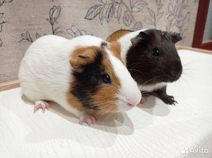 Морские свинки