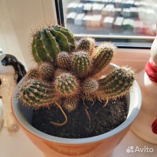 Кактусы и суккуленты