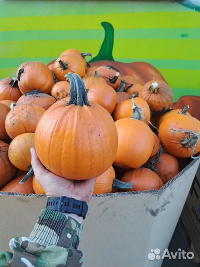 Тыква оптом