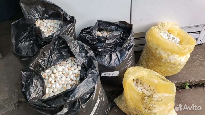 Коконы шелкопряда