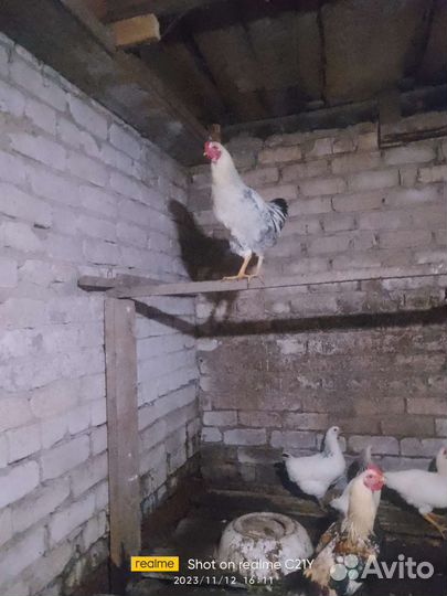 Куры петух
