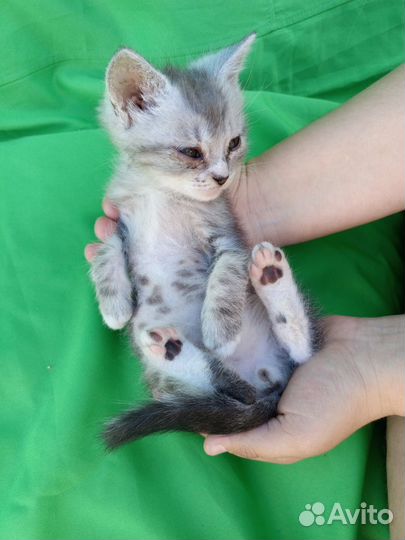 Котята