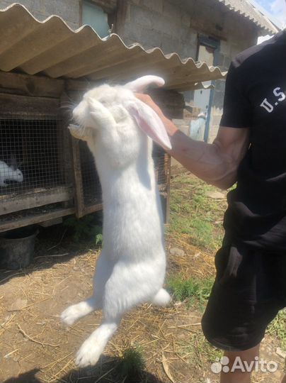 Кролиха котная