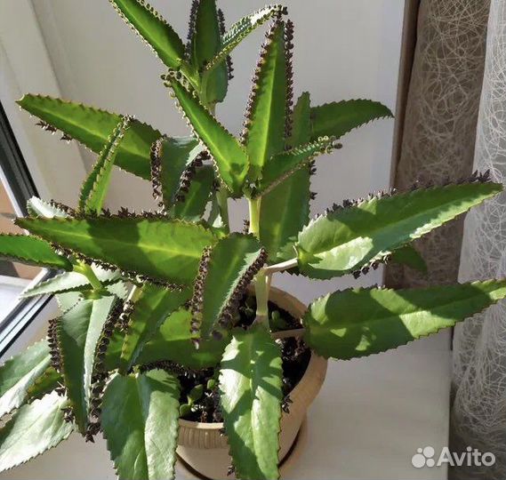 Каланхоэ алоэ лечебный