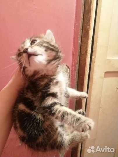Бенгальская кошечка