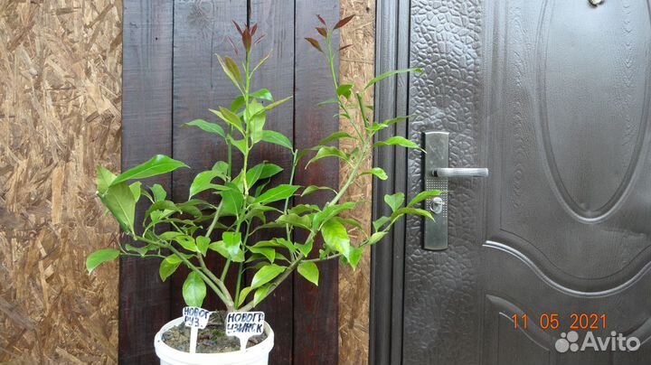 Лимонное Дерево Сорт Новогрузинский Плоды в 2022