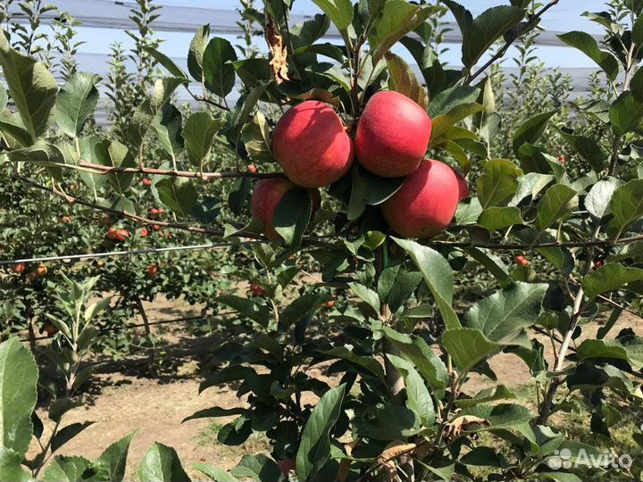 Яблоки оптом