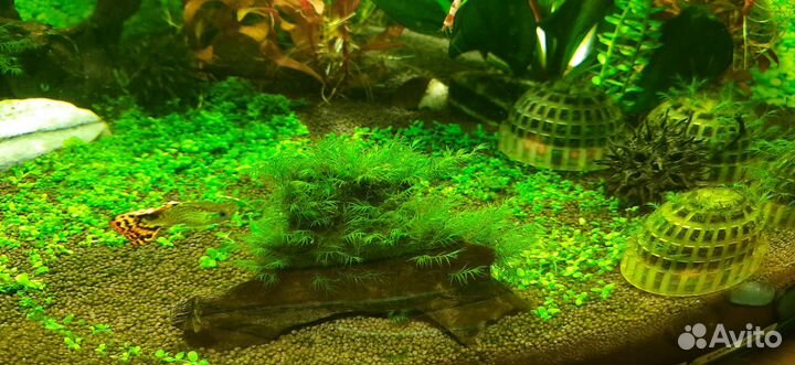 Мох феникс,ротала макранда грин, аквариум 50л
