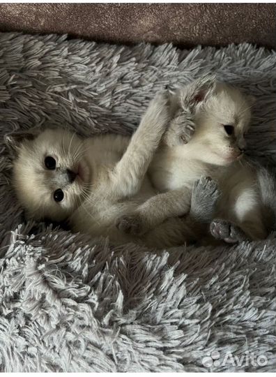 Сиамские котята