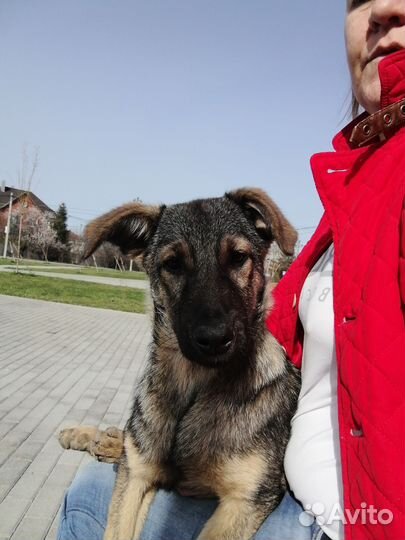 Бесплатно щенок