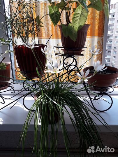 Полки для цветов, подставки, горшки