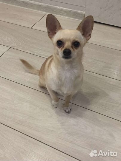 Вязка чихуахуа