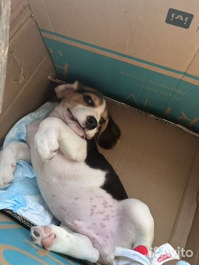 Щенок бигль