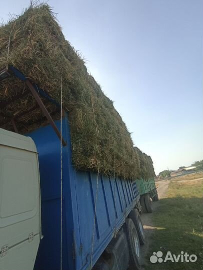 Люцерна в тюках