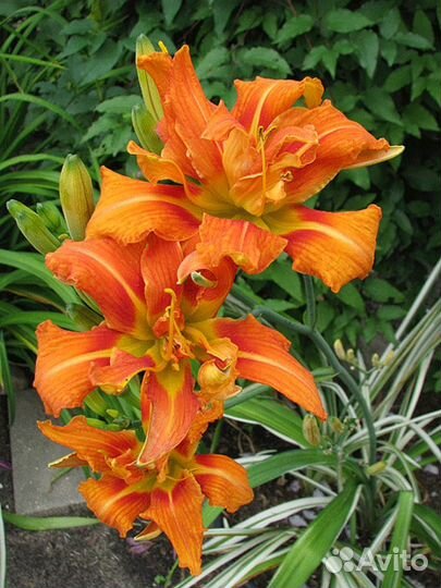 Саженцы лилейников, ирисов