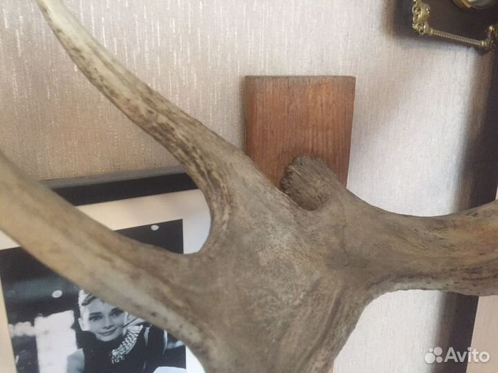 Рога лося подарочные