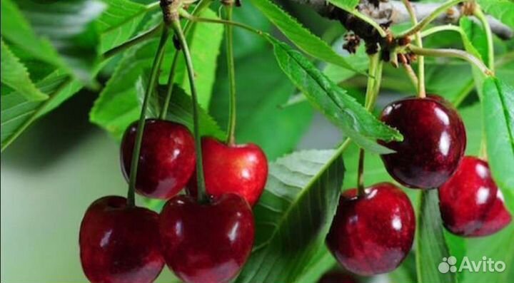 Продаю саженцы плодово-ягодных культур