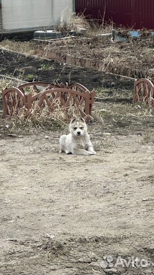 Отдам щенков