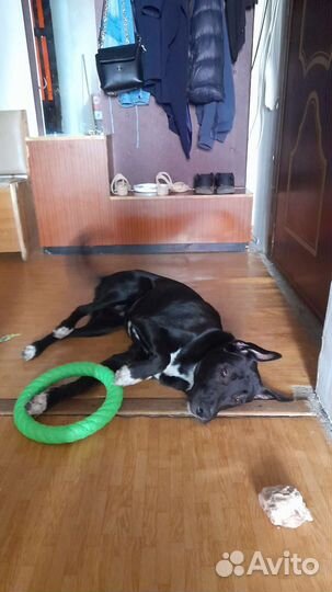 Собака в добрые руки отдам бесплатно