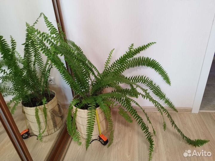 Папоротник