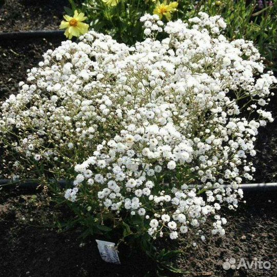 Гипсофила/Примула/ирисы/гравилат саженцы