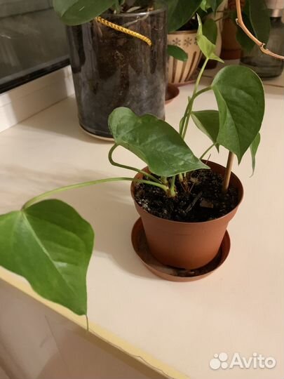 Антуриум красный