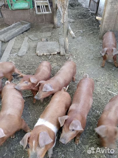 Поросята