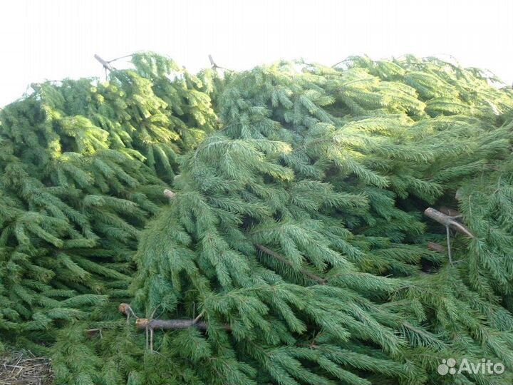 Сосна, ель, лапник, пихта