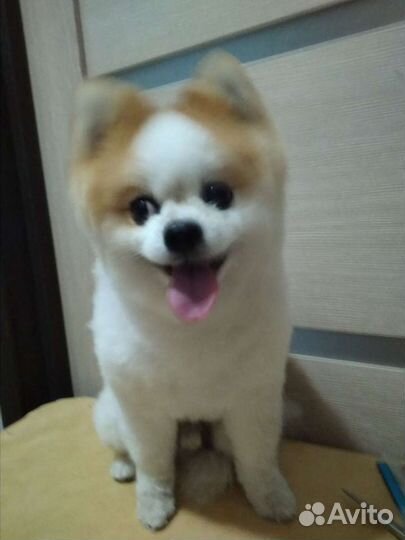 Стригу собак