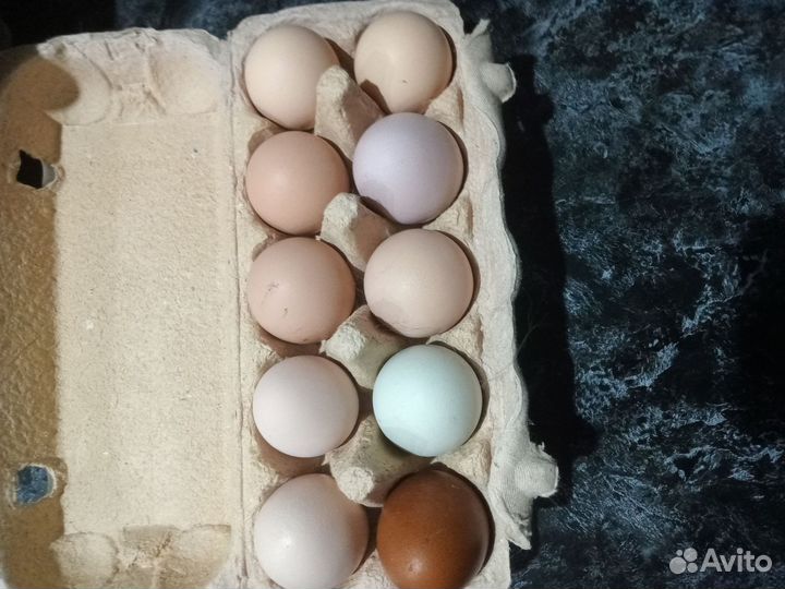 Яйца на инкубацию