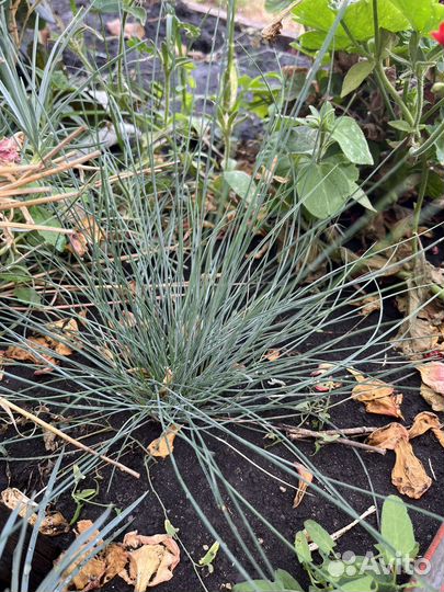 Овсянница голубая