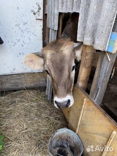 Телка джерси