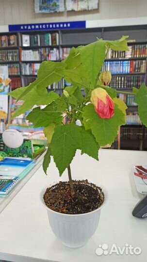 Абутилон,Хатиора, Клеродендрум