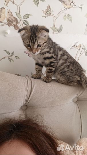 Котëнок