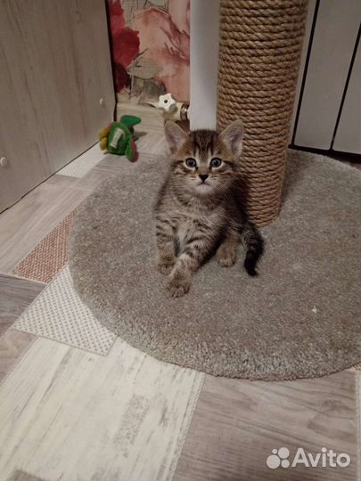 Котята, все мальчики