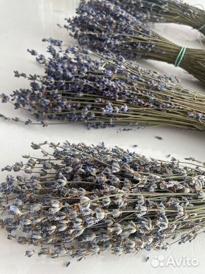 Лаванда сухоцвет