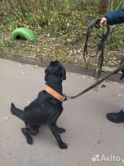 Умирает собака