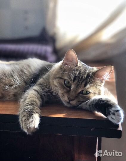 Кошка в добрые руки