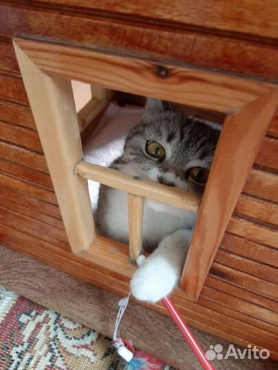 Кошка британка, в дар, с домиком