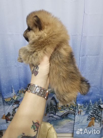 Померанский шпиц