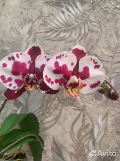 Орхидея фаленопсис Панда