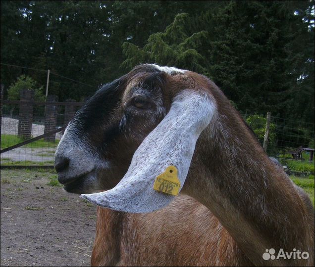 Продам козье молоко