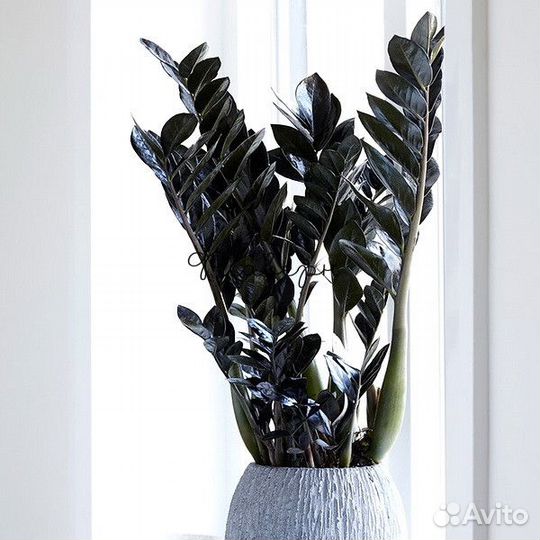 Замиокулькас Равен