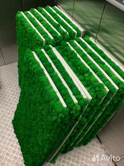 Стабилизированный мох, ягель, кочка, пласт, панно